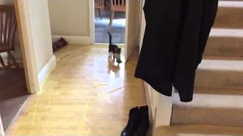 Kitten wants to play fetch