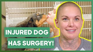 Amanda Takes A Dog To Have Vital Surgery On Injured Eye! | Amanda To The Rescue