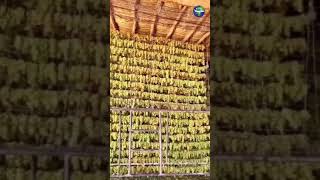 How to dry Grapes ? ?طريقة تجفيف العنب shorts india youtubeمصر السعودية العراق uaeالجزائر