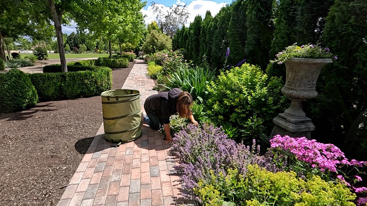 Pruning, Deadheading & Early Summer Cleanup in the West Side Flower Bed! 🌿✂️🌸 // Garden Answer