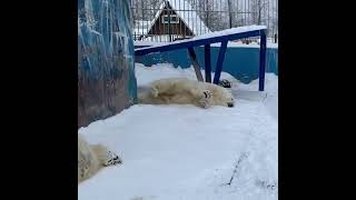 Плавно вливаемся в трудовую неделю! Как это сделать показывает Сэрику. 🐻‍❄️  Пермский зоопарк