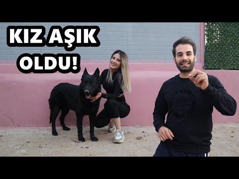 KIZ SİYAH KURDA AŞIK OLDU - KURT ELDEN GİDİYOR !