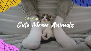 Revealed: Hidden world of cute meme animals