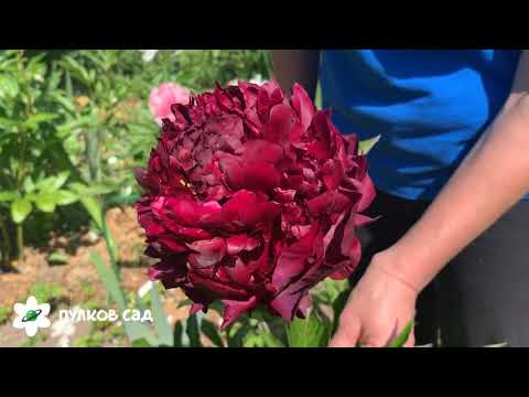 Video: Peony Evading