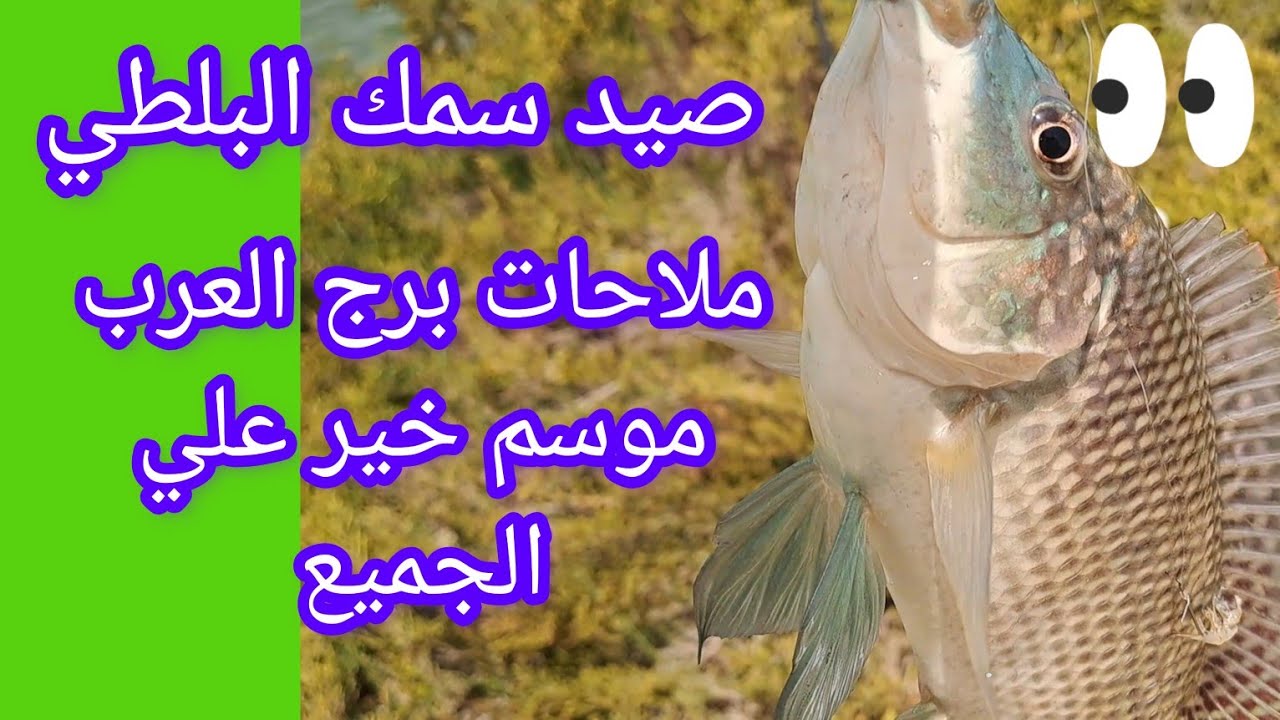 صيد سمك البلطي 🐬ملاحات برج العرب اشتغلت وموسم خير علي الجميع والطعم برغوت حي