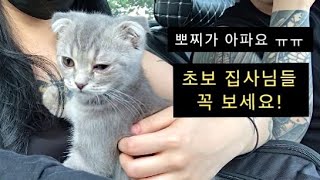 냥생 첫 병원! 고양이 결막염, 고양이 곰팡이 피부병 (링웜)