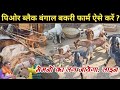 ( @Lok ausar  ) ब्लैक बंगाल बकरी के फार्म कैसे करें। Black Bangal bakri Ke farm kaise karen