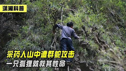采药人山中遭群蛇攻击，危急时刻，一只狐狸将其救下 - 天天要闻