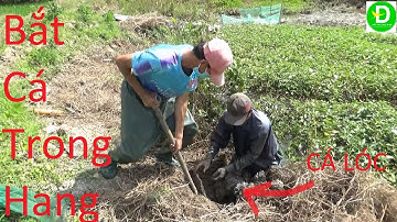 537 Tát Mương Mò Cá Trong Hang - Trúng Ổ Trê Vàng Thấy Mà Mê (P1 Mò Cá Trong Hang) | Đất Phương Nam