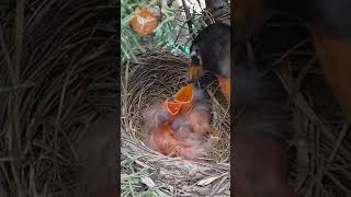 Baby Bird Chicks CHOKING on Huge Food