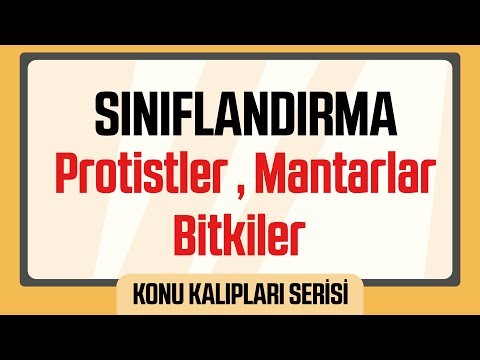 Video: Mantar benzeri protistler mantarlara nasıl benzer?