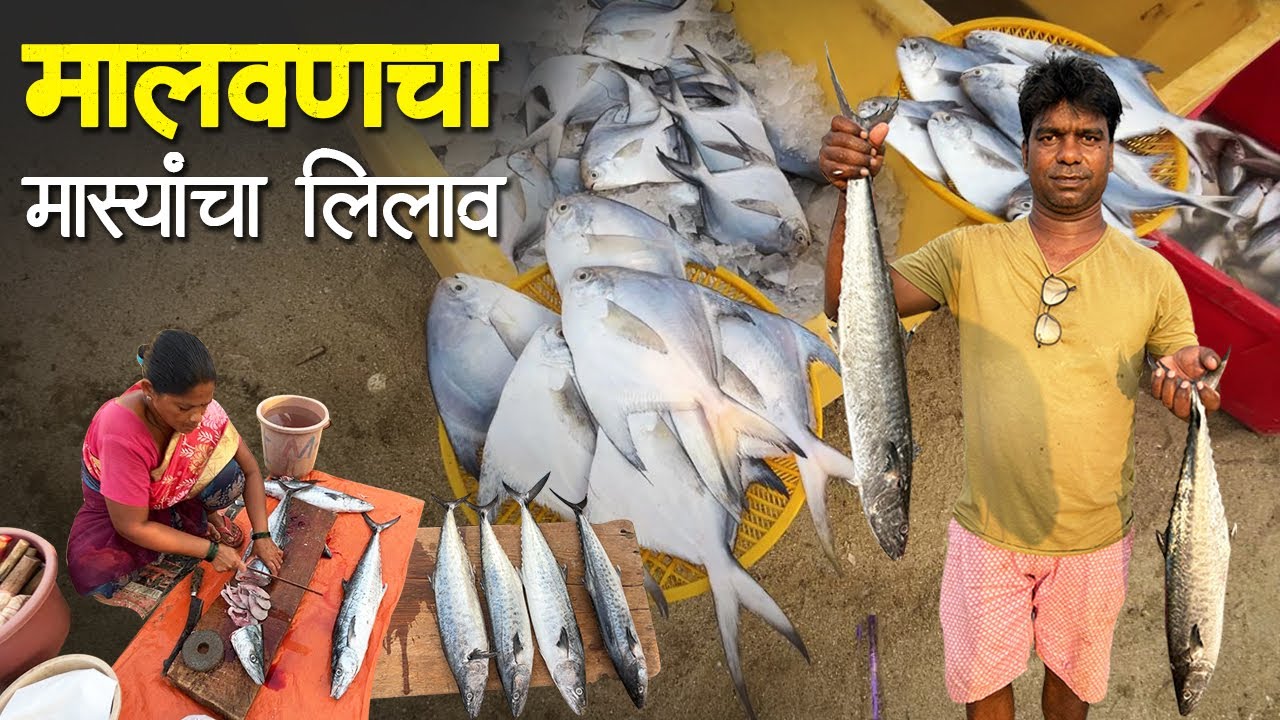 मालवणचा मास्यांचा लिलाव | संध्याकाळचा लिलाव | Malvan Fish Auction