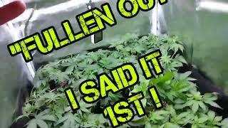 Spider Farmer Series: Ep3 S1, Mango Kush Autos?!? #spiderfarmer #sf1000 #organic #marijuana