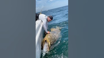 Câu cá mú khổng lồ