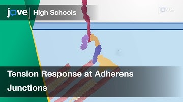 Tension Response at Adherens Junctions | Cell Bio | Video Textbooks - Preview