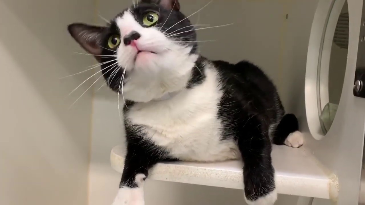 adopt cats long island Mickey 69448 - Talkative Tuxedo | NYCACC
