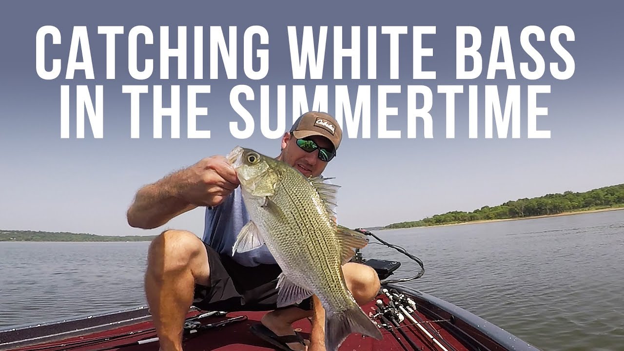Catching White Bass in the Summertime YouTube