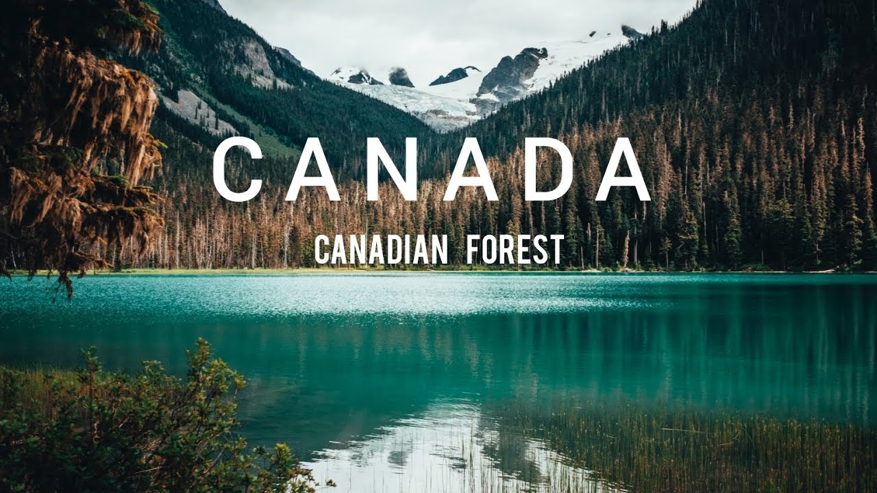 "Exploring The Majestic Canadian Forest: A Journey Through Nature's Wonderland:
