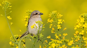 Beautiful Music, Relaxing Music, Peaceful Instrumental Music "Birds of the Forest' by Tim Janis