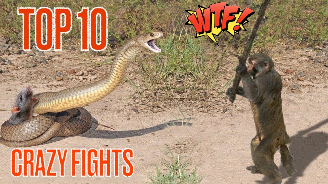 top 10 CRAZIEST Animal Fights Caught On Camera YouTube