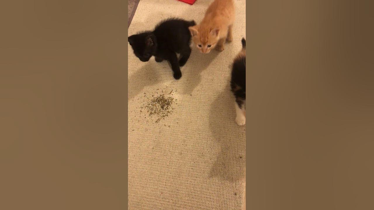 Do Kittens React To Catnip