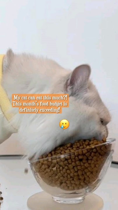 my-cat-can-eat-this-much-this-mouth-s-food-budget-is-definitely
