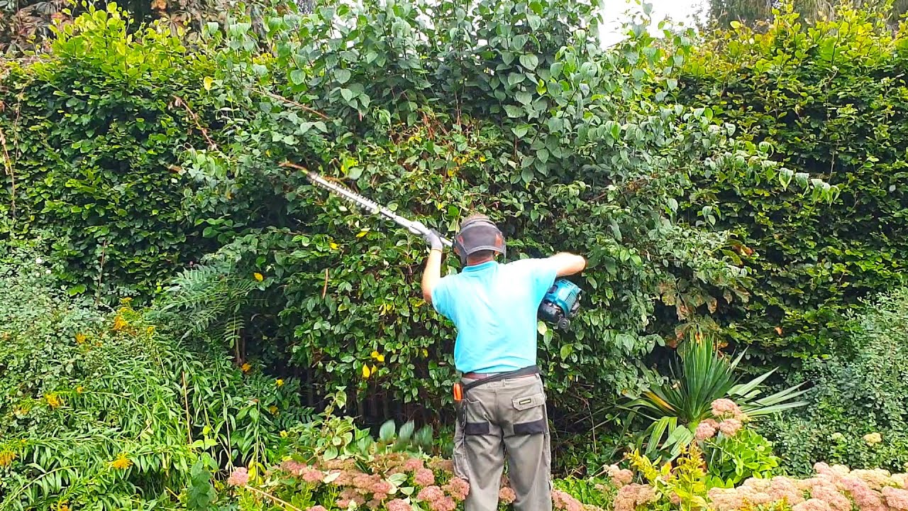 Overgrown Philadelphus and Spirea Bushes - Summer Trimming