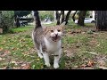 Cat meowing like a duck wants food with her cute meow