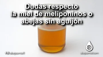 ¿Es buena la miel de abejas sin aguijón?