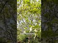 The Paper Handkerchief Tree (DAVIDIA)