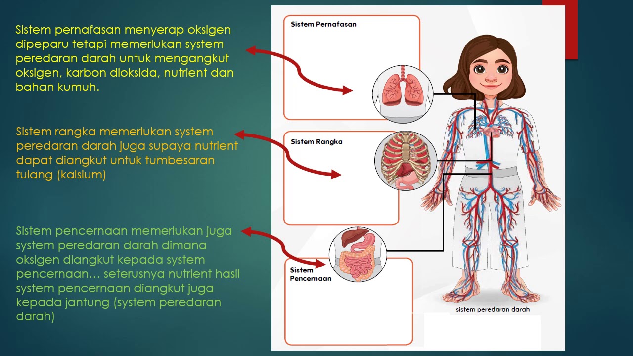 Perkaitan Antara Sistem Dalam Tubuh Manusia Sains Tahun 5  Wallpaper