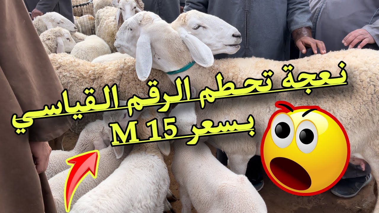 نعجة تحطم الرقم القياسي و تتجاوز 15 M مع ولادها #  و موت النعجة مباشرة بعد الولادة في السوق جديد ⚠️
