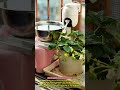 Change monitoring to automatic watering #wonder #clever #diy