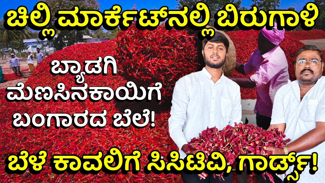 23ರ ಯುವ ರೈತನ ಐತಿಹಾಸಿಕ ಸಾಧನೆ! ₹8,000ದಿಂದ ₹90,000ಕ್ಕೆ ಏರಿದ ದರ! | Record Price for Byadgi Chilli!