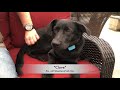 Shepherd/Lab Mix Puppy Shepherd/Lab Mix Puppy