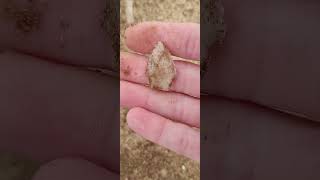 Southern IL Arrowhead hunting. Little Adena/Dickson stem base #arrowhead #indianartifacts #points