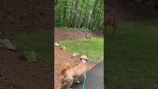 Deer are pretty bold before deer season 