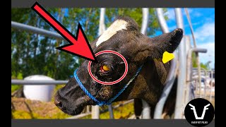 Can we SAVE this PUS-FILLED EYE | VLOG 64: A Bovine Enucleation