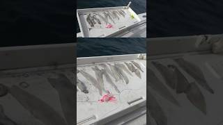 Rigging for fluke (summer flounder) off Rhode Island.