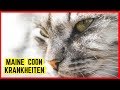 MAINE COON KRANKHEITEN - Rassetypische Krankheiten der Rasse Maine Coon