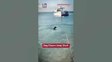 See how this dog attacked a shark😱😱