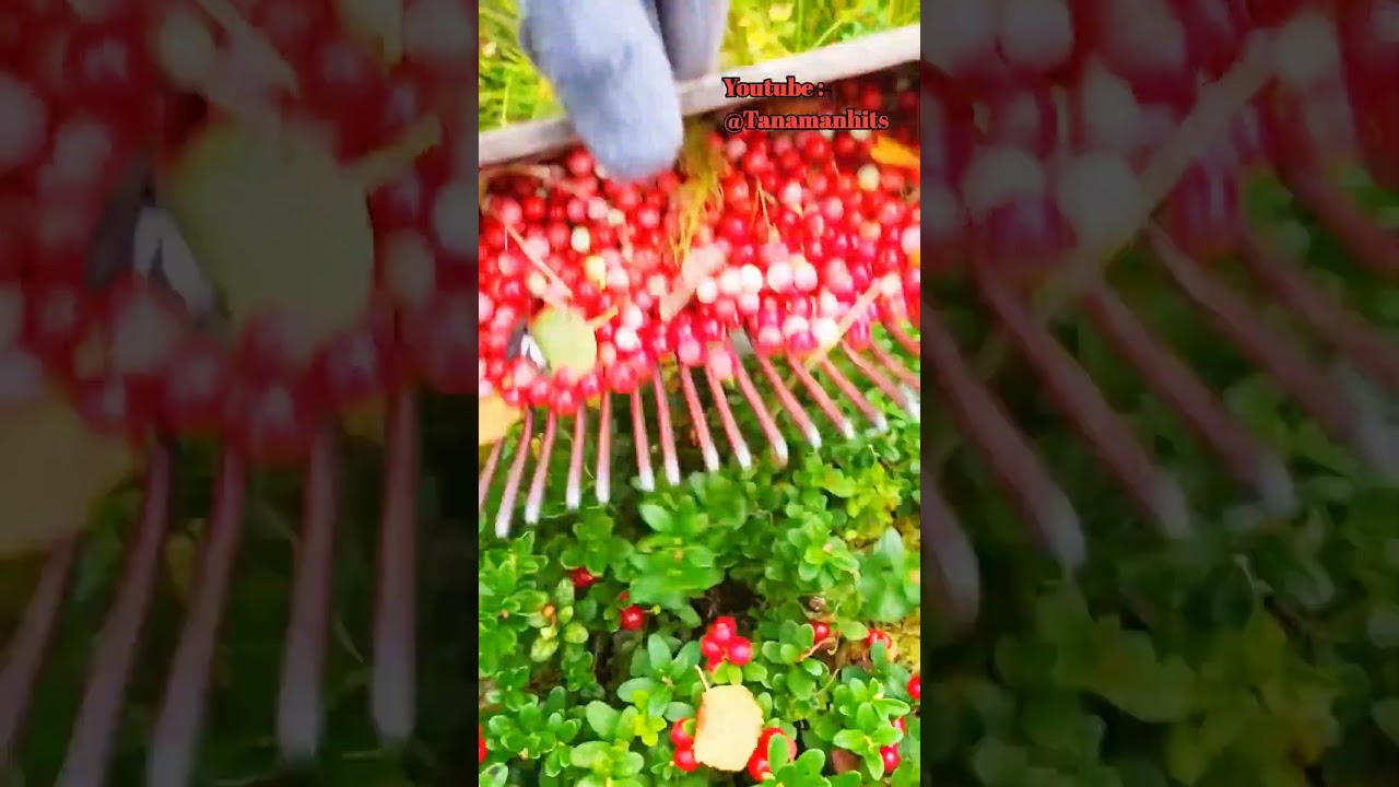 Alat pintar dan kreatif untuk memanen buah cranberry 