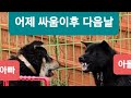 ●아빠 아들 서열싸움이후 다음날상황(검탄.흑곰)