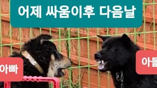 ●아빠 아들 서열싸움이후 다음날상황(검탄.흑곰)