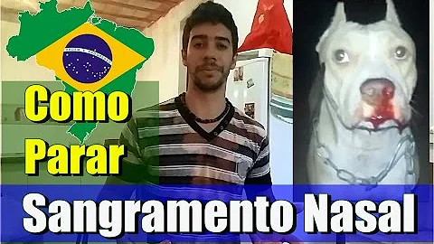 O que fazer quando o cachorro está colocando sangue pelo nariz?
