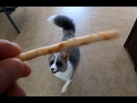 Stick Treat Morning