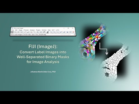 FIJI (ImageJ): Convert Label Images into Well-Separated Binary Masks for Image Analysis