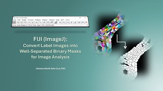 Fiji Imagej Convert Label Images Into Well-Separated Binary Masks For Image Analysis