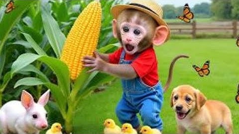 Monkey Nana drives a tractor to find the Missing Duckling and an Unexpected adventure at the farm