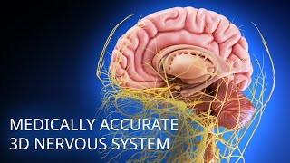 Medically accurate nervous system 3d animation